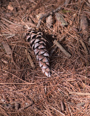 A pinecone on the ground, surrounded by brown needles and sticks.