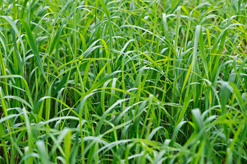 Obraz premium Green tall grass in the National Wildlife sanctuary park.