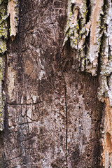 Texture of tree bark or rhytidome like art background