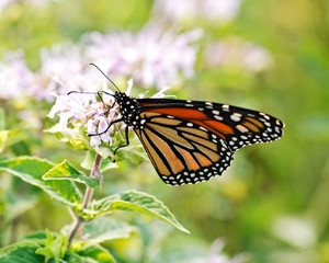 Monarch butterfly (Danaus plexippus) collecting nectar from flowers.