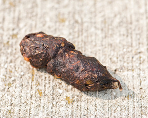 Fototapeta premium Animal poop on concrete surface by the Lake Michigan. Wildlife droppings. Feces. 