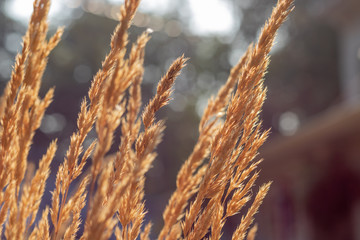 Fototapeta premium Pretty Feather Reed Grass with a Blurred Background