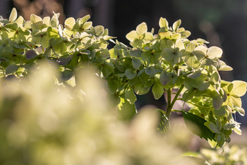 Gorgeous Green and White Flowers in Sunlight