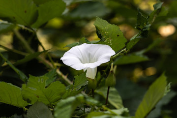 White Flower with a Blurred Background