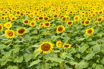 Sunflower field at full bloom