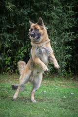 german shepherd dog jumping