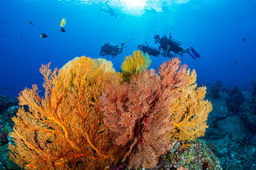 SCUBA divers swimming past colorful tropical fish on a warm water coral reef