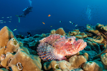 Fototapeta na wymiar SCUBA divers swimming past a large, camouflaged Scorpion Fish on a tropical coral reef