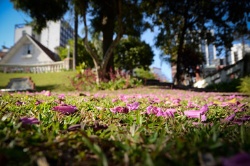  flower petals on the floor
