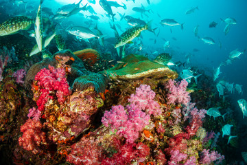 Long Nose Emperor changing texture and color as they hunt on a tropical coral reef
