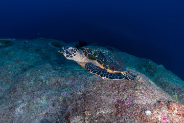Obraz na płótnie Canvas A Hawksbill Sea Turtle on a dark tropical coral reef at dawn