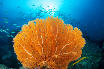 Huge, delicate Gorgonian Sea Fans on a colorful tropical coral reef