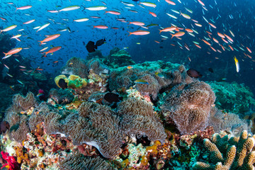 Fototapeta na wymiar Tropical fish swimming around a beautiful, colorful coral reef