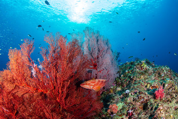 Tropical fish swimming around a beautiful, colorful coral reef
