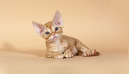 Red Tabby Devon Rex Kitten