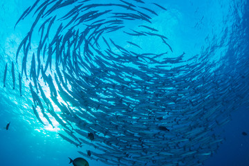 A swirling tornado of Barracuda in blue water above a warm, tropical coral reef