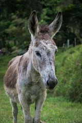 Naklejka na ściany i meble portrait of donkey in profile