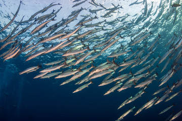 A huge school of Barracuda hunting in blue water above a warm water tropical coral reef