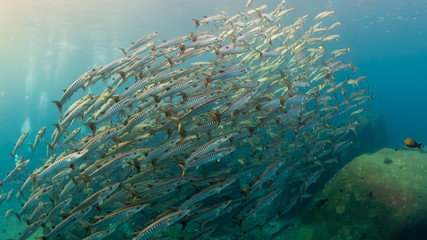 A huge school of Barracuda hunting in blue water above a warm water tropical coral reef