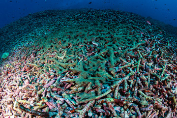 Fragments of dead, bleached coral covered in algae on a severely damaged tropical coral reef system