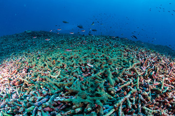 Plakat Fragments of dead, bleached coral covered in algae on a severely damaged tropical coral reef system