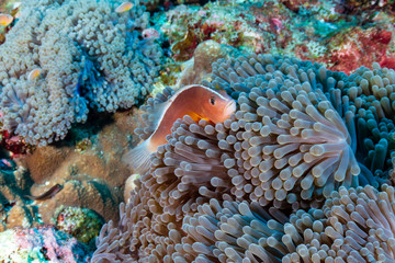 Beautiful Skunk Clownfish in their host anemone on a colorful tropical coral reef