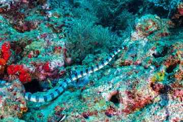 Obraz na płótnie Canvas A banded Sea Snake hunting on a tropical coral reef