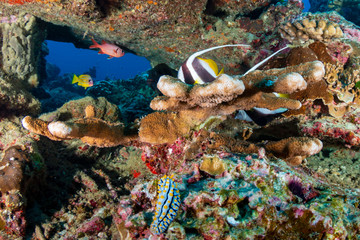 Fototapeta na wymiar Colorful tropical fish swimming around a tropical coral reef in the Similan Islands, Thailand