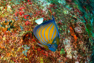 Colorful tropical fish swimming around a tropical coral reef in the Similan Islands, Thailand