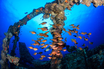 Beautiful and colorful tropical fish swimming around an old, rusting, coral encrusted shipwreck in...