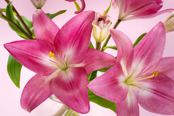 Pink lily flowers in a glass jar