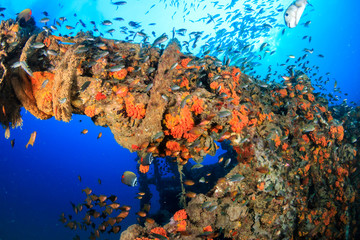 Beautiful and colorful tropical fish swimming around an old, rusting, coral encrusted shipwreck in...