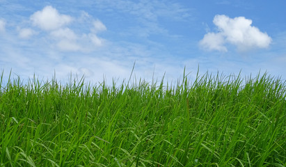 Blue sky with white clouds over green grass.
