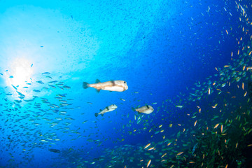 A large Puffer Fish and other colorful tropical fish swimming around an old, coral encrusted...