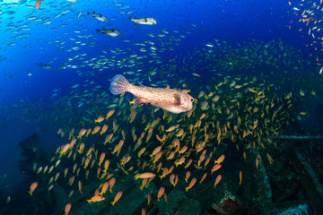 A large Puffer Fish and other colorful tropical fish swimming around an old, coral encrusted...