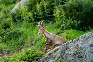Alpine ibex portrait in high mountains, wild goat in natural life