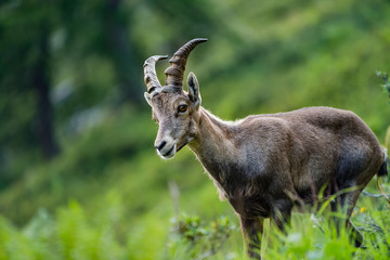 Alpine ibex portrait in high mountains, wild goat in natural life © 31etc
