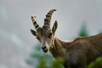 Alpine ibex portrait in high mountains, wild goat in natural life