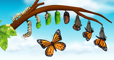 A butterfly life cycle © blueringmedia