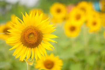 sunflower , field of sunflower it's look beautiful in the morning at bangkea thaoland.