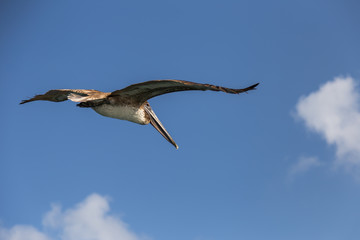 fly away