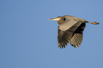 Great Blue Heron Flying in a Blue Sky