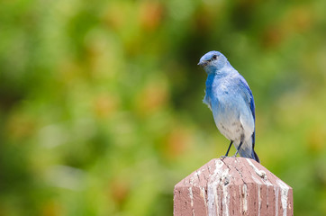 Regal Mountain Bluebird Perched atop a Wooden Post