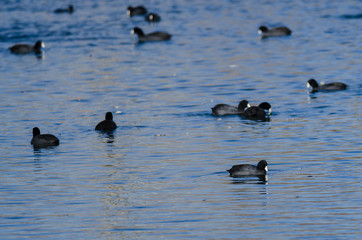 American Coots Swimming in the Cool Blue Water