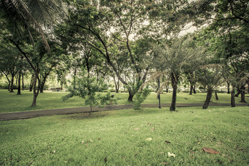 Background, green park, exercise path, bike lane, area for people to relax or meet.