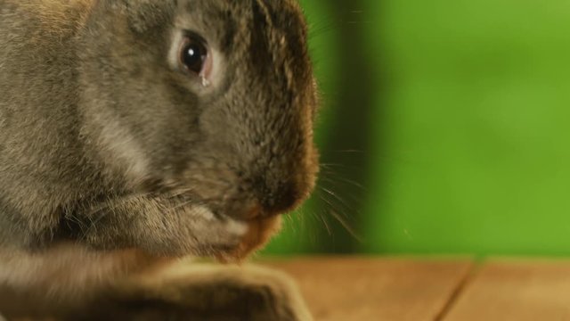 A bunny at the filming set. Standing on a plunk with green natural background