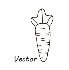 simple cute vector drawing carrot for coloring, for children design and logo