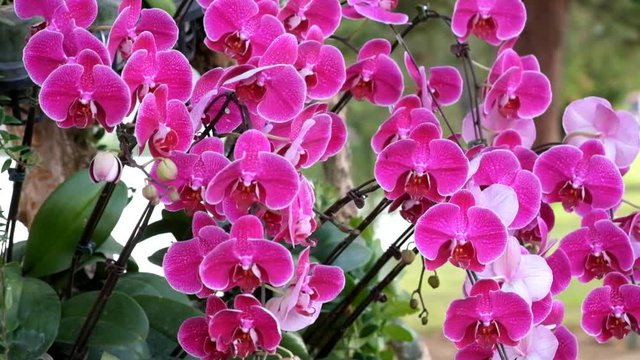 Beautiful pink orchid flower (Phalaenopsis). Royalty high quality free stock footage of fresh pink orchid flower tree is blossom in nature. Closeup focus multi color tropical orchid flower in garden