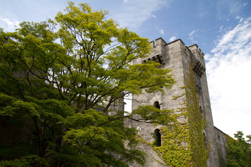 Fototapeta na wymiar Castle Rampart and Tree