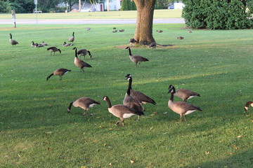 geese in park